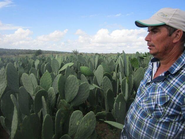 El uso óptimo del agua hace milagros en el Semiárido de Brasil Borges